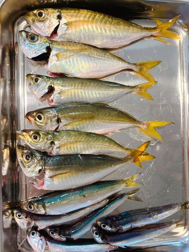 本牧海づり施設