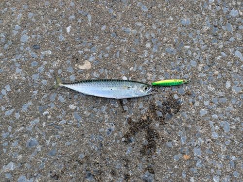 サバの釣果