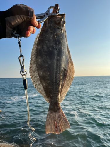ヒラメの釣果