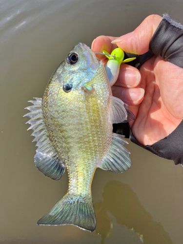 ブルーギルの釣果