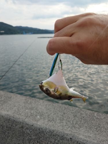 フグの釣果