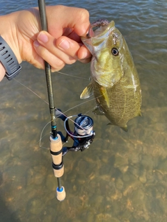スモールマウスバスの釣果
