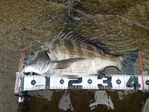 クロダイの釣果