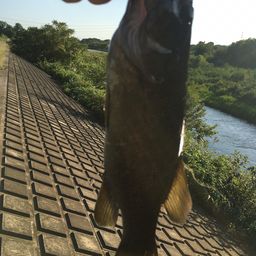 スモールマウスバス