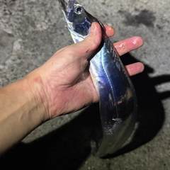 タチウオの釣果