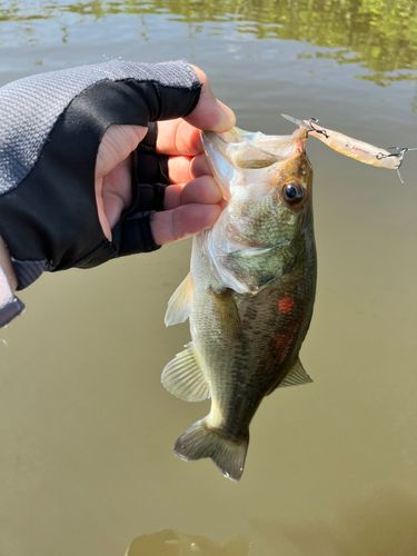 ラージマウスバスの釣果