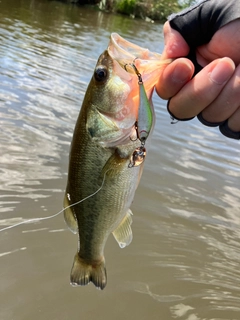ラージマウスバスの釣果
