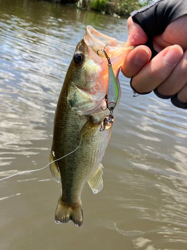 ラージマウスバスの釣果