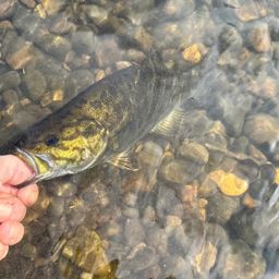 スモールマウスバス