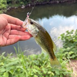 ブラックバス