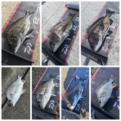 チヌの釣果