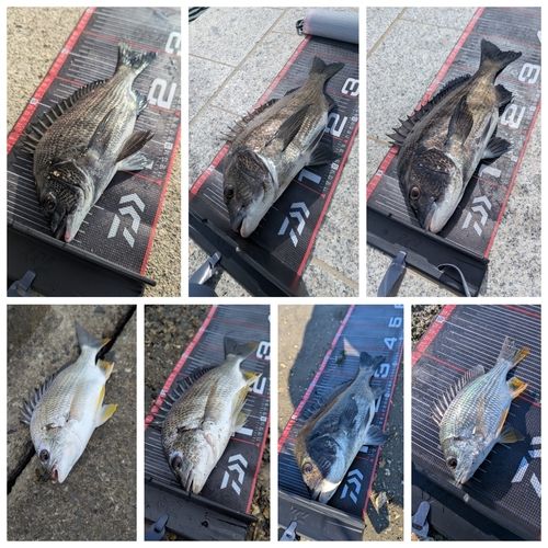 チヌの釣果