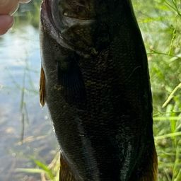 スモールマウスバス