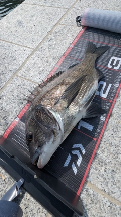 チヌの釣果
