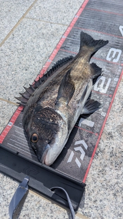 チヌの釣果