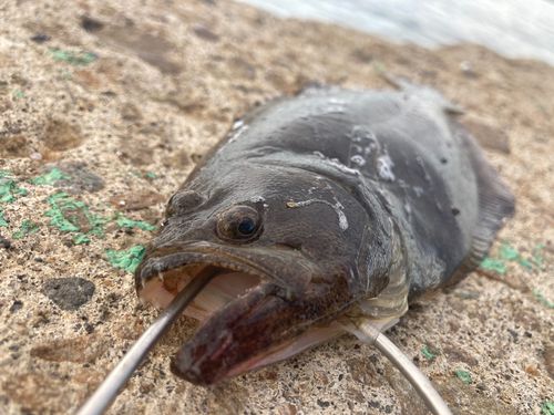 ソゲの釣果