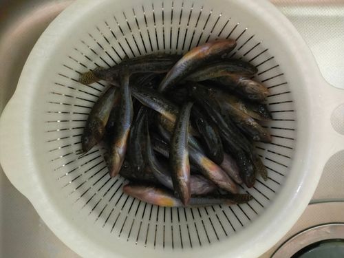 ハゼの釣果