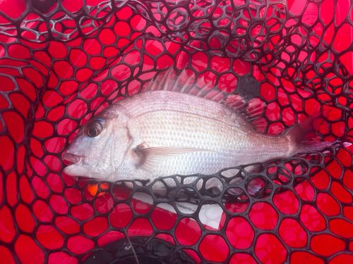 タイの釣果