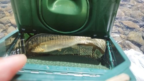 アユの釣果