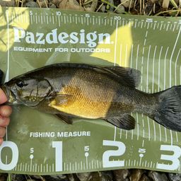 スモールマウスバス