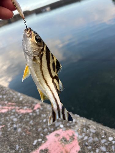 コトヒキの釣果