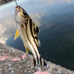 コトヒキ