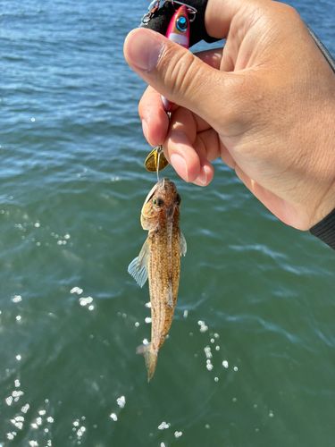 エソの釣果