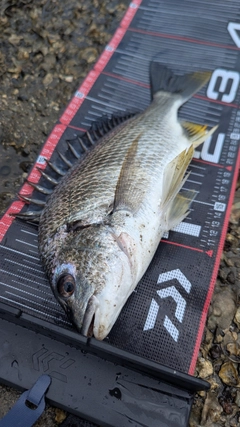 キビレの釣果