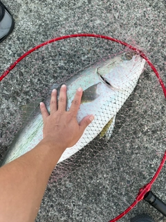 ブリの釣果