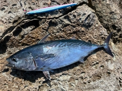 スマガツオの釣果