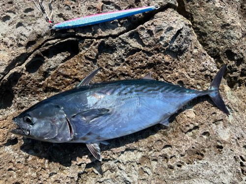 スマガツオの釣果