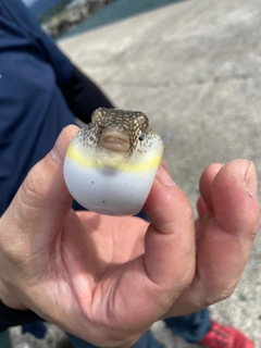 ワカシの釣果