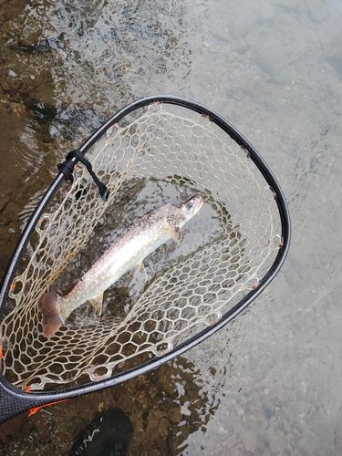 アメマスの釣果