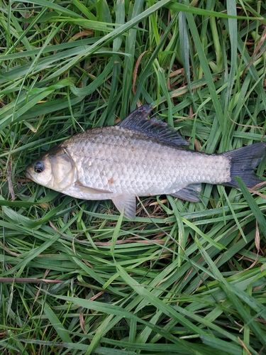 フナの釣果
