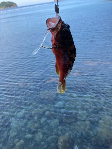 アカハタの釣果