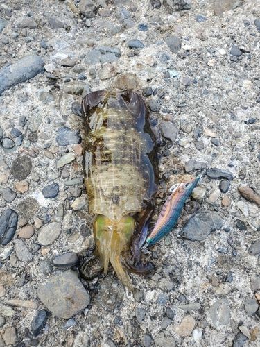 釣果