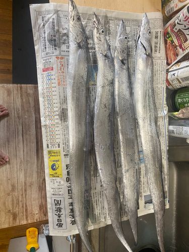 タチウオの釣果