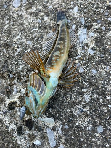 アナハゼの釣果