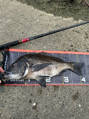 チヌの釣果