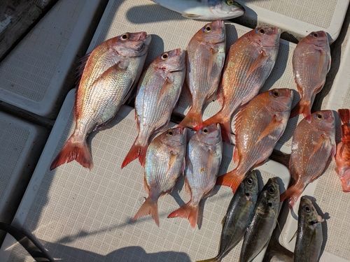 タイの釣果