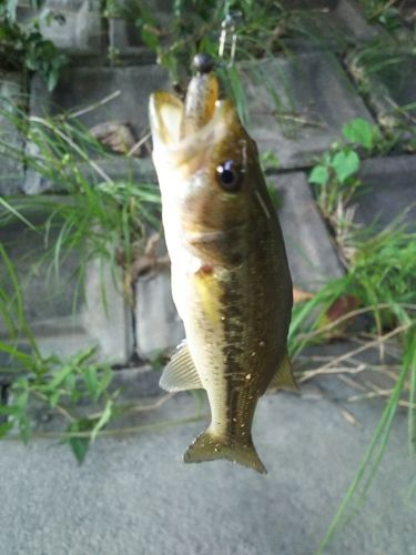 ラージマウスバスの釣果