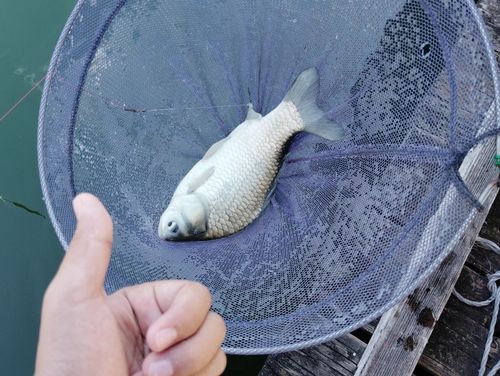 ヘラブナの釣果