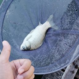 ヘラブナ