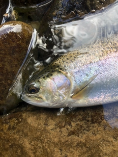ニジマスの釣果
