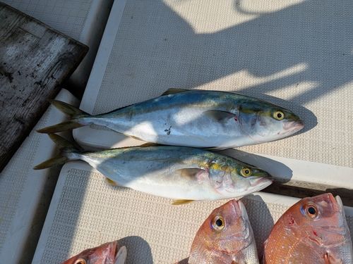 ネリゴの釣果