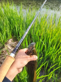 ライギョの釣果