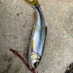 カワムツ