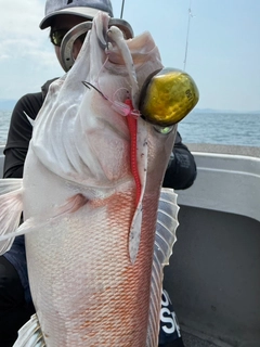 シロアマダイの釣果