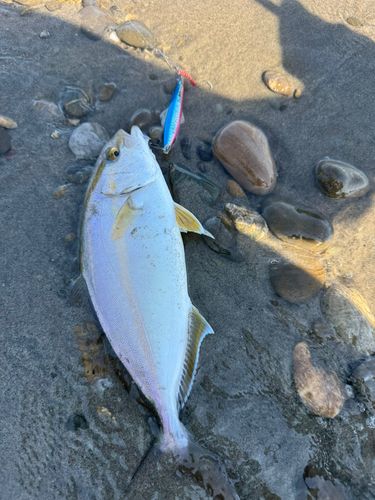 ショゴの釣果