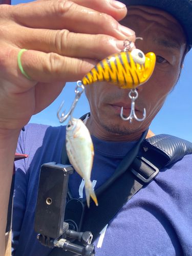 ヒイラギの釣果